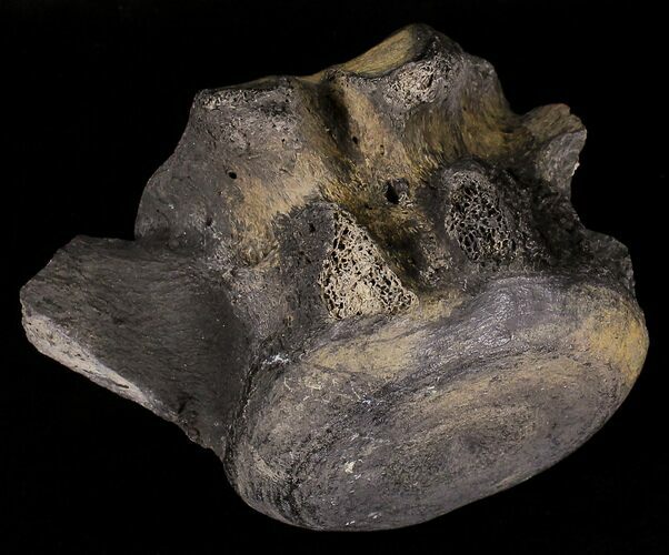 Fossil Giant Sloth (Megalonyx) Tail Vertebra - Florida #18676